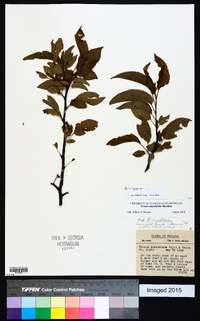 Prunus munsoniana image