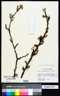 Prunus munsoniana image