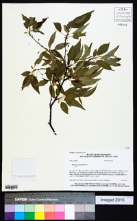 Prunus pensylvanica image