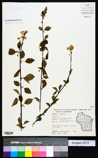 Prunus pensylvanica image