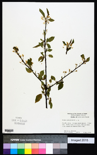 Prunus pensylvanica image