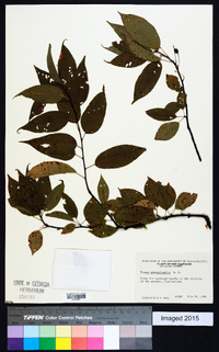 Prunus pensylvanica image