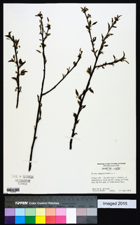 Prunus pensylvanica image