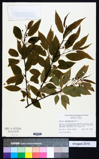 Prunus pensylvanica image