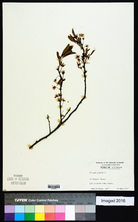 Prunus pumila image