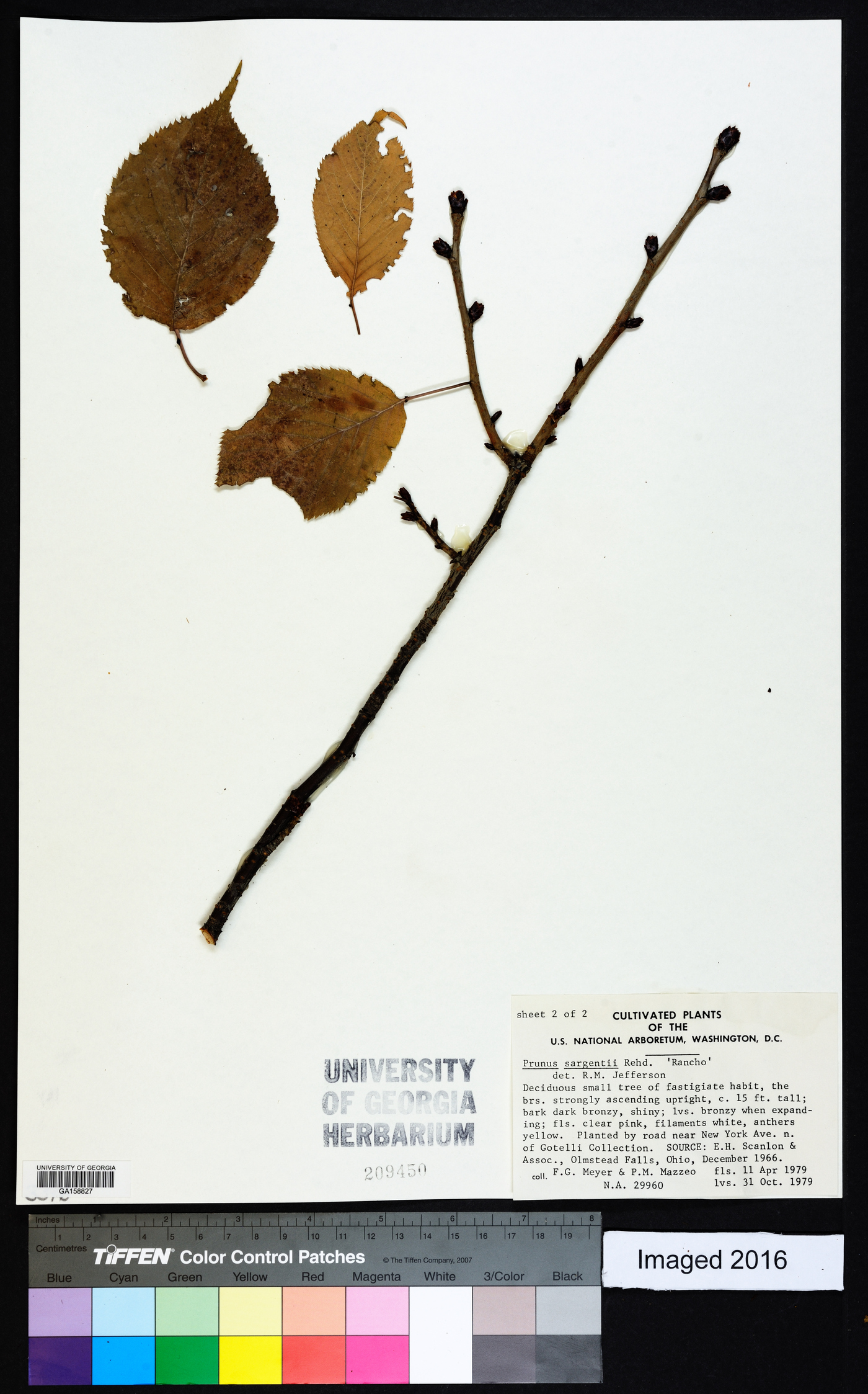 Prunus sargentii image