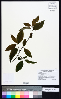 Prunus serotina var. serotina image