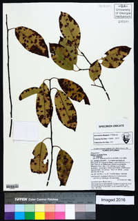 Prunus serotina var. serotina image