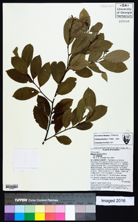 Prunus serotina var. serotina image