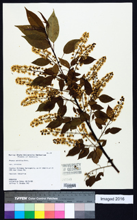 Prunus serotina var. serotina image