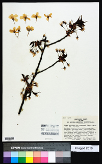 Prunus serrulata image