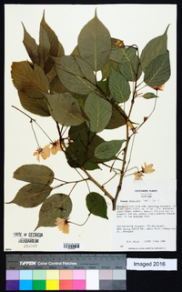 Prunus serrulata image