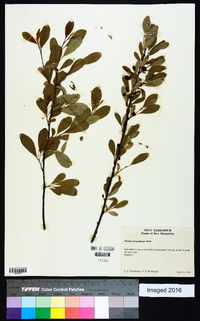 Prunus susquehanae image