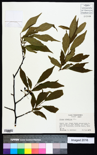 Prunus umbellata image