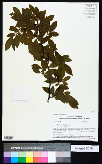 Prunus umbellata image