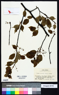 Prunus verecunda image