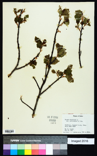 Prunus virginiana var. melanocarpa image