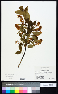 Prunus virginiana var. melanocarpa image