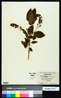 Prunus virginiana var. melanocarpa image