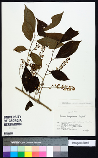 Prunus buergeriana image