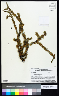 Prunus fasciculata image