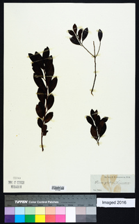 Prunus conradinae image