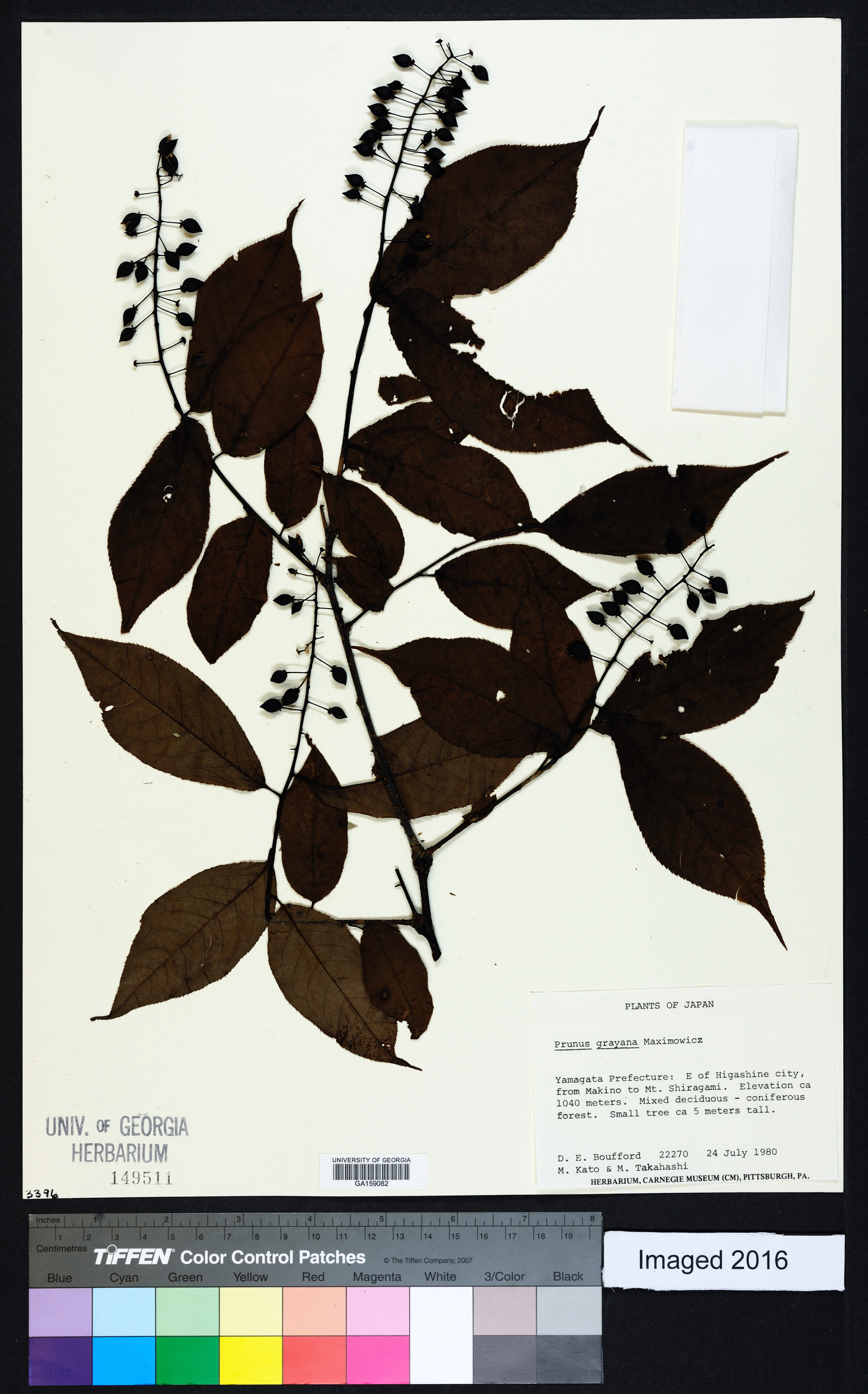 Prunus grayana image