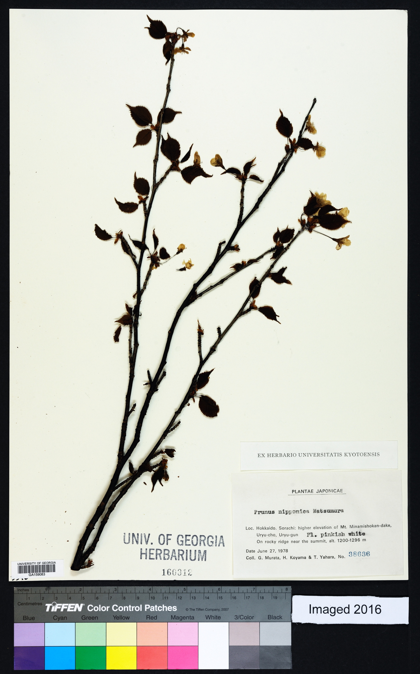 Prunus nipponica image