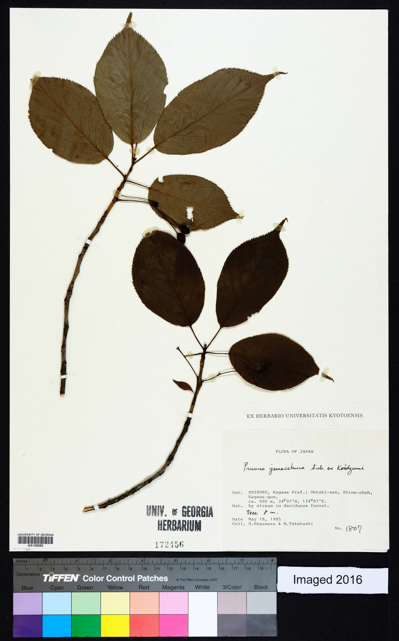 Prunus jamasakura image