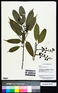 Prunus spinulosa image