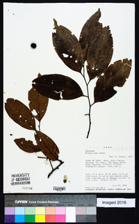 Prunus debilis image