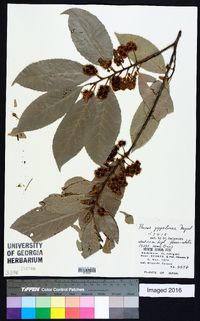 Prunus zippeliana image