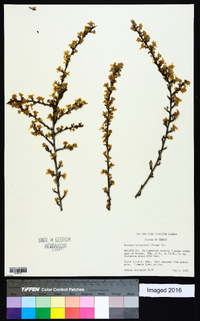 Purshia tridentata image