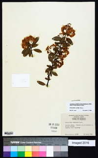 Pyracantha coccinea image