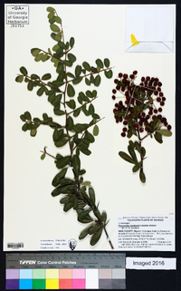 Pyracantha koidzumii image