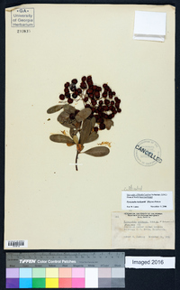 Pyracantha koidzumii image