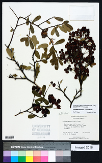 Pyracantha koidzumii image