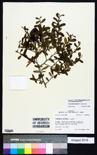 Pyracantha atalantioides image