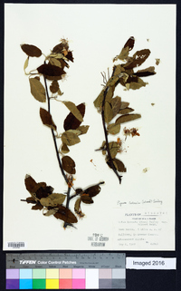 Malus ioensis var. ioensis image