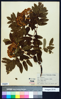 Pyrus sitchensis image