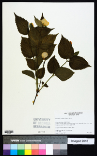 Rhodotypos scandens image