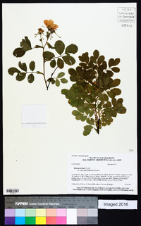 Rosa acicularis subsp. sayi image