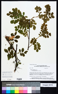 Rosa acicularis image