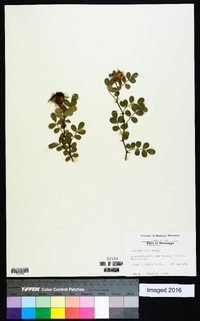 Rosa bracteata image