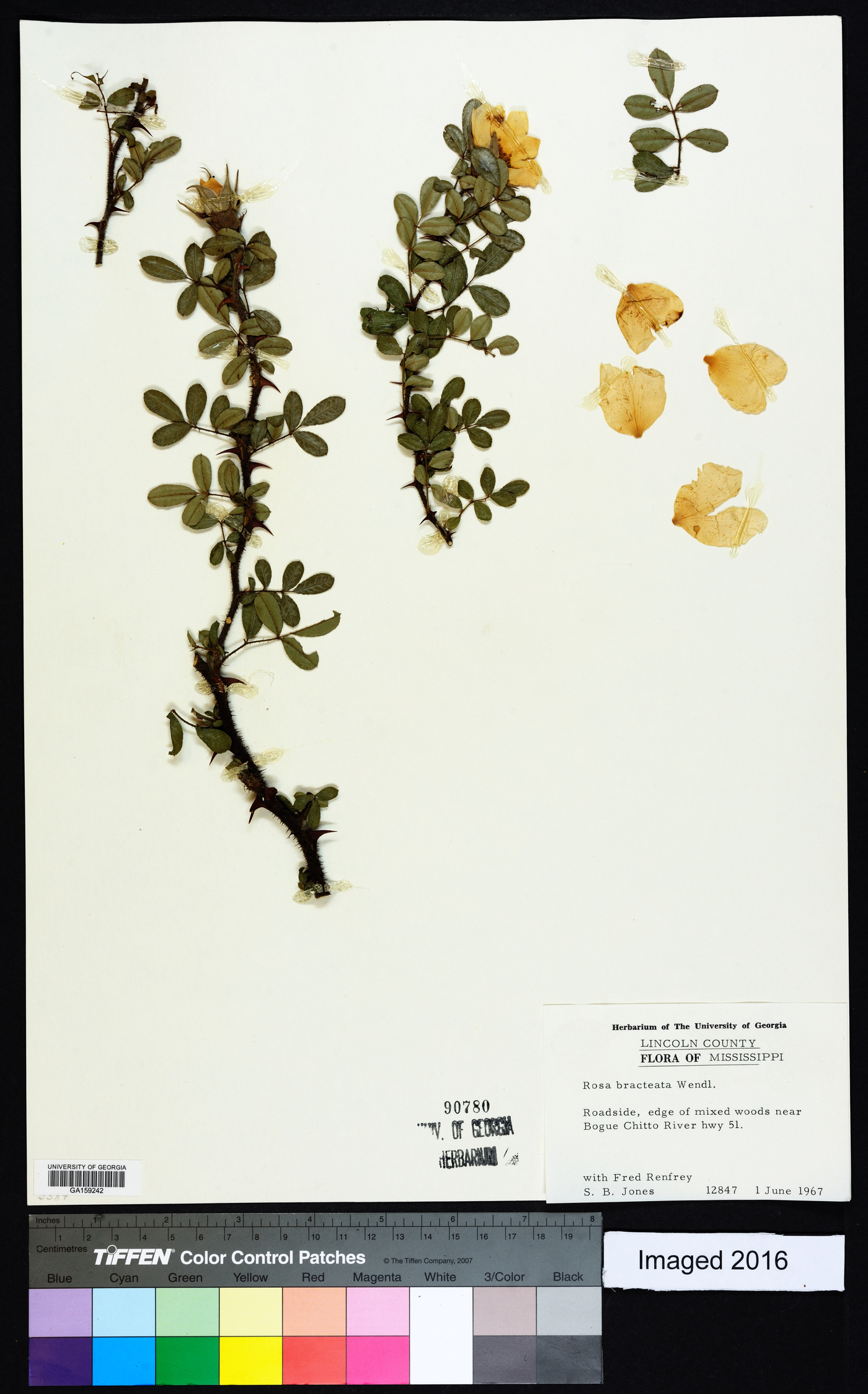 Rosa bracteata image