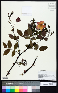 Rosa bracteata image