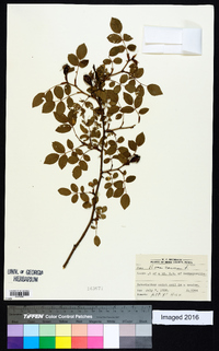 Rosa canina image