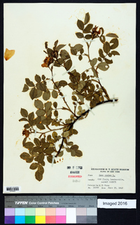 Rosa canina image