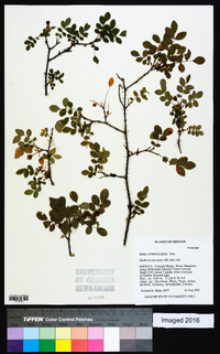 Rosa gymnocarpa image