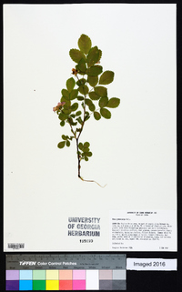 Rosa gymnocarpa image